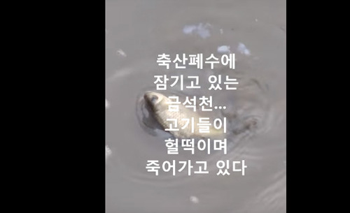 안성시내 관통하는 금석천 60시간 넘게 축산폐수 오염