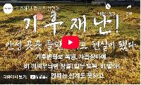 [자치안성신문TV] 기후재난 덮친 안성평야
